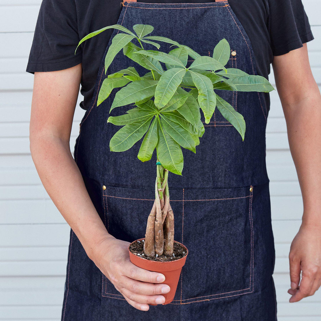 "Transform Your Home with a Stunning Staghorn Fern in a 4" Pot - Shop Now on Zytu!"