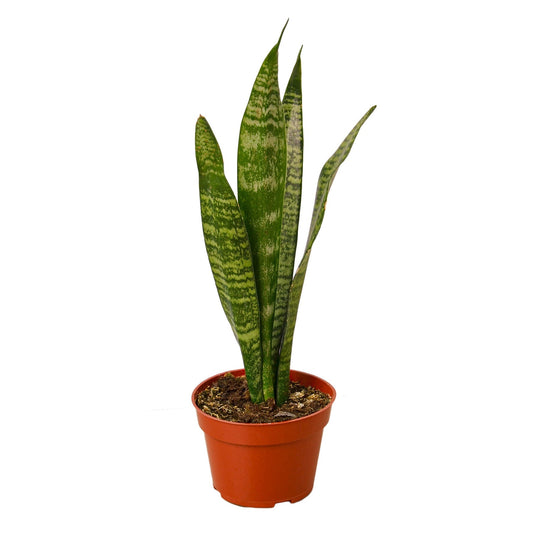 "Transform Your Home with Our Vibrant 6" Snake Zeylanica Plant - Available Now at Zytu!"