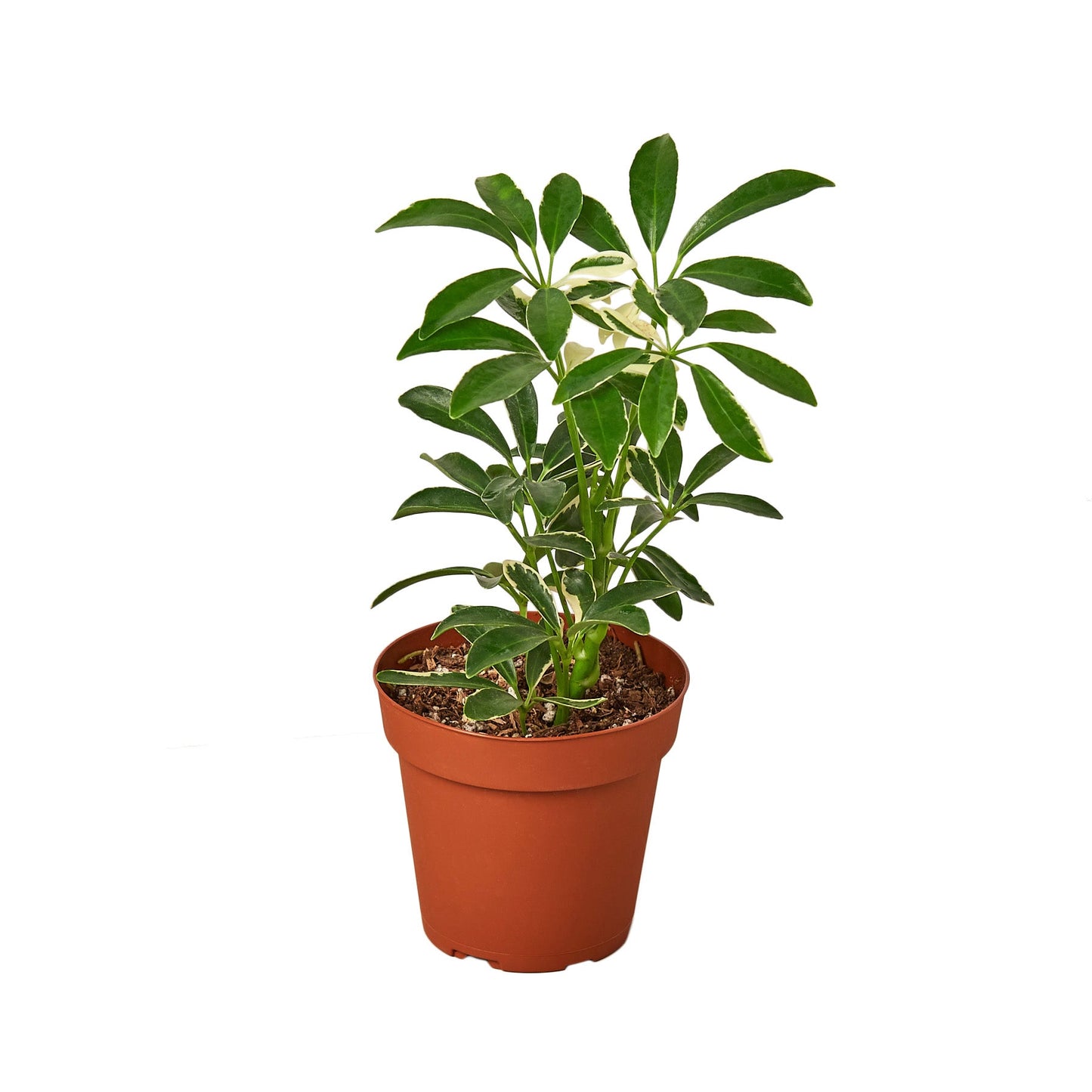 Schefflera Moonlight 'Umbrella Plant' - ZYTU