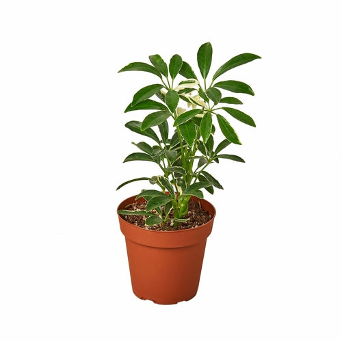 Schefflera Moonlight 'Umbrella Plant' - ZYTU