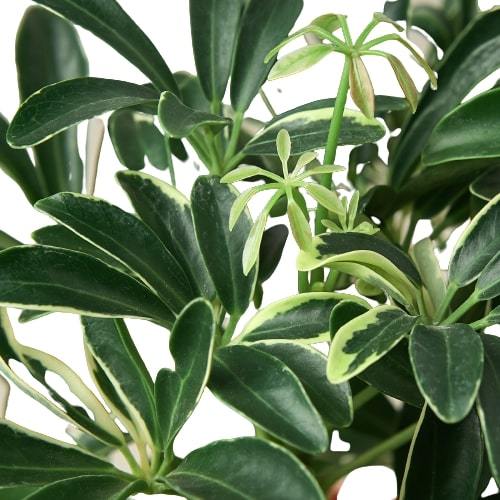 Schefflera Moonlight 'Umbrella Plant' - ZYTU