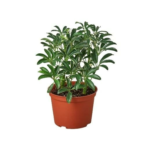 Schefflera Moonlight 'Umbrella Plant' - ZYTU