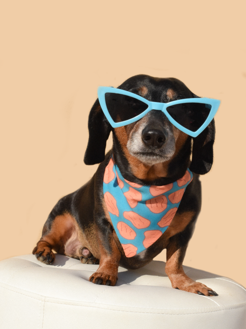 Dog Sunnies - ZYTU
