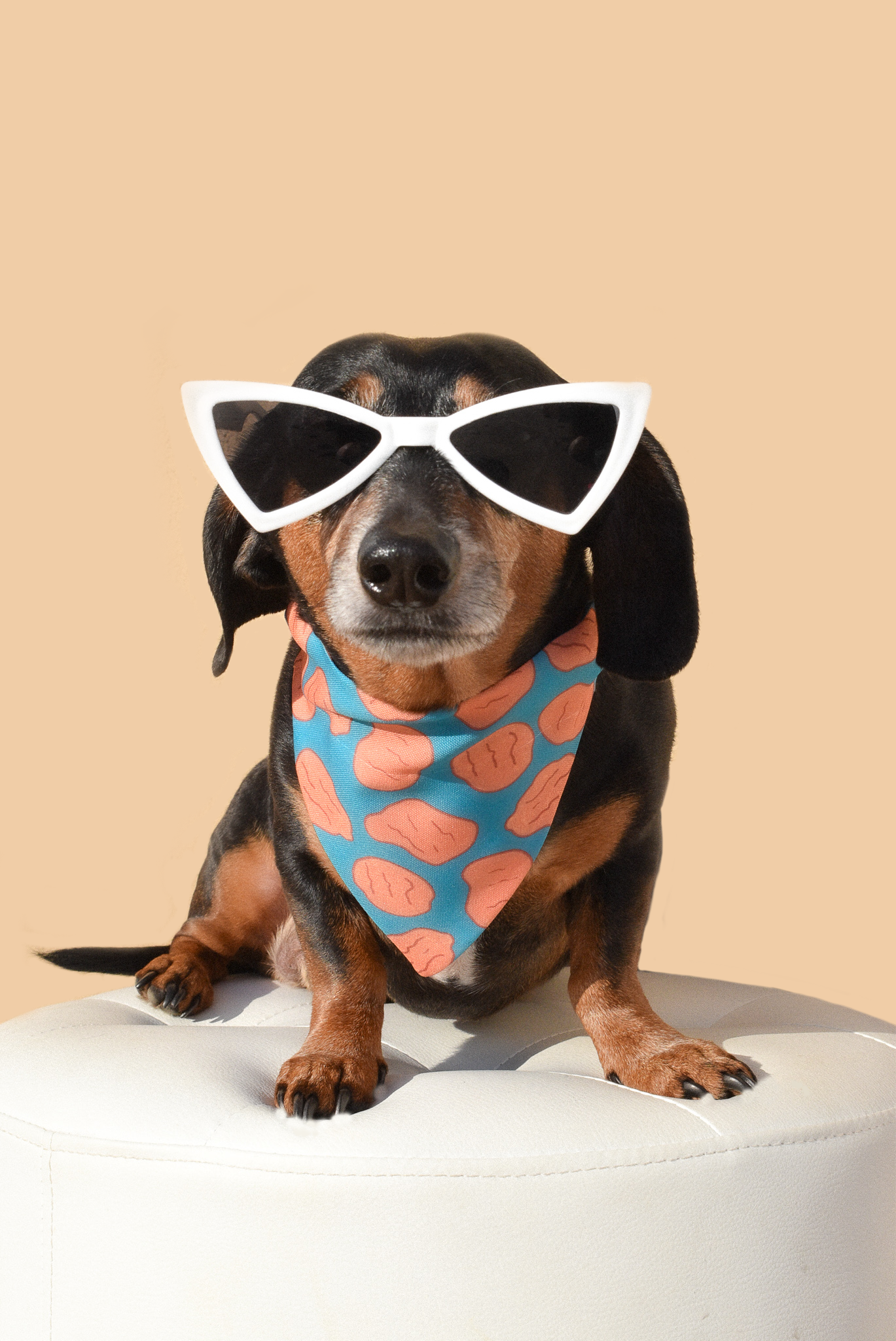 Dog Sunnies - ZYTU