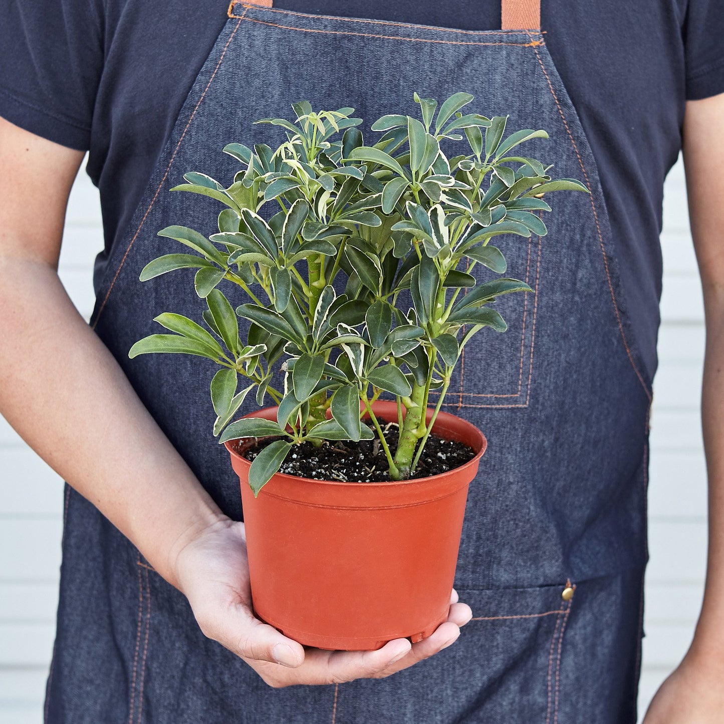 Schefflera Moonlight 'Umbrella Plant' - ZYTU